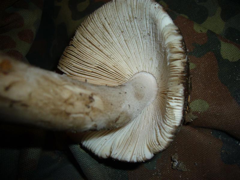 Amanita